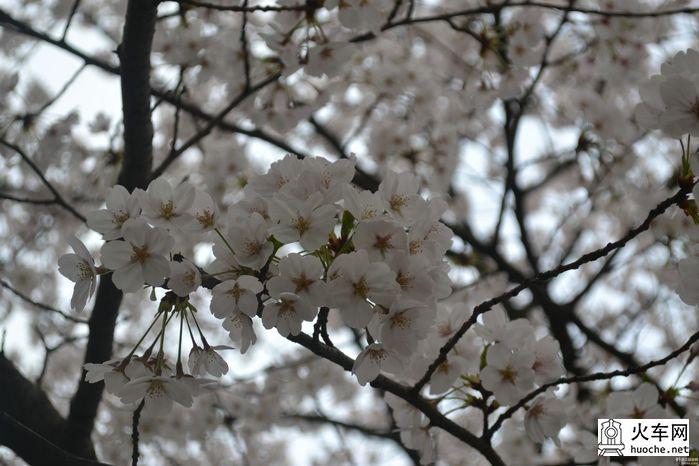 【鸡鸣寺樱花大道旅游攻略】樱花树下痴迷的拍客们16