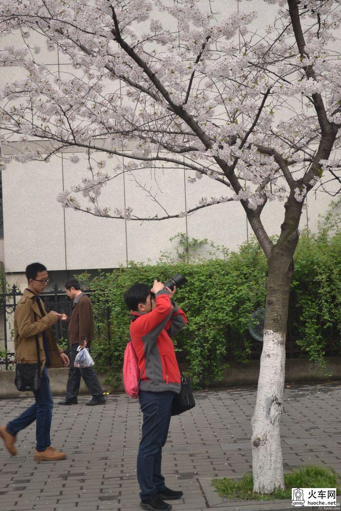 【鸡鸣寺樱花大道旅游攻略】樱花树下痴迷的拍客们45
