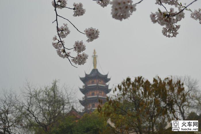【鸡鸣寺樱花大道旅游攻略】樱花树下痴迷的拍客们13