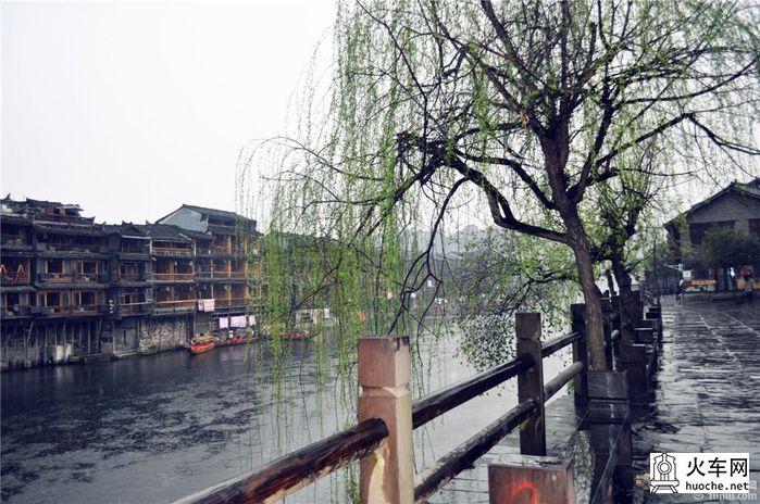 凤凰不负春光的雨中行1