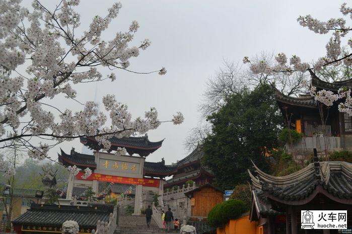 【鸡鸣寺樱花大道旅游攻略】樱花树下痴迷的拍客们8