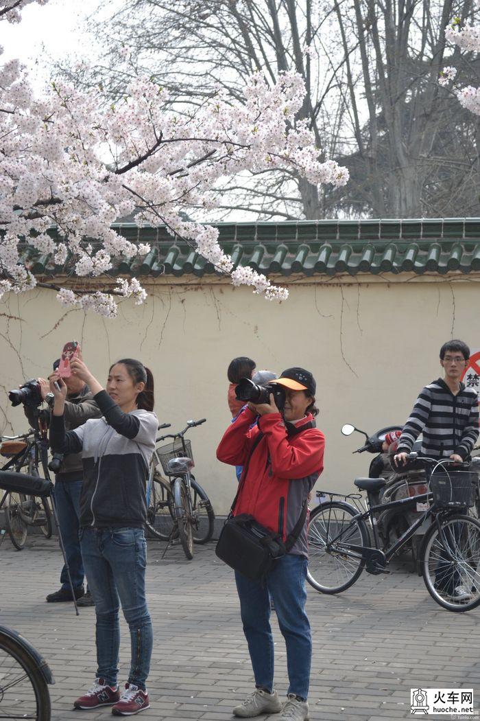 【鸡鸣寺樱花大道旅游攻略】樱花树下痴迷的拍客们34