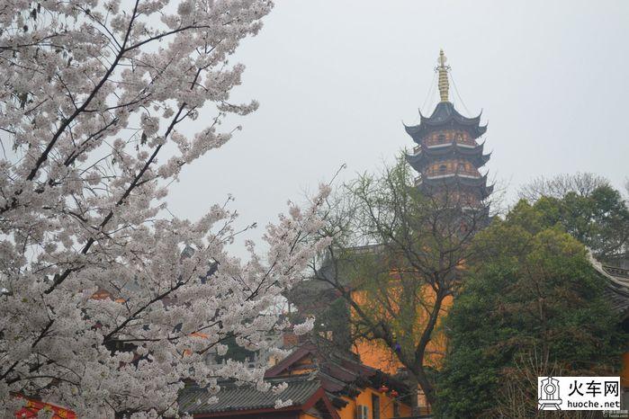 【鸡鸣寺樱花大道旅游攻略】樱花树下痴迷的拍客们12