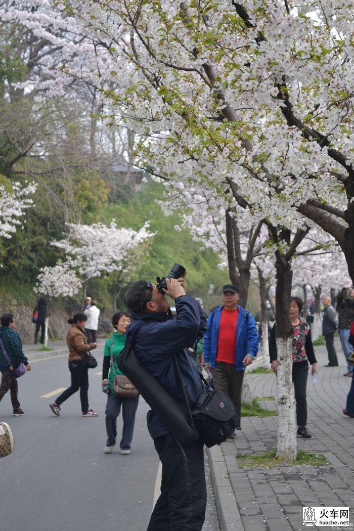 【鸡鸣寺樱花大道旅游攻略】樱花树下痴迷的拍客们40