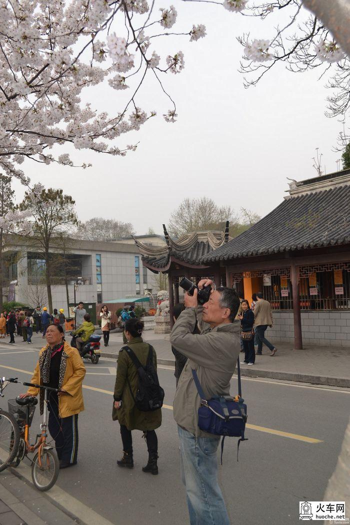 【鸡鸣寺樱花大道旅游攻略】樱花树下痴迷的拍客们44