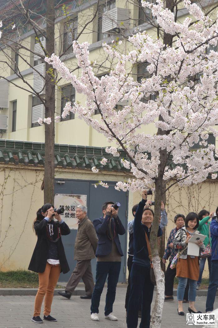 【鸡鸣寺樱花大道旅游攻略】樱花树下痴迷的拍客们35