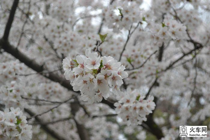 【鸡鸣寺樱花大道旅游攻略】樱花树下痴迷的拍客们18