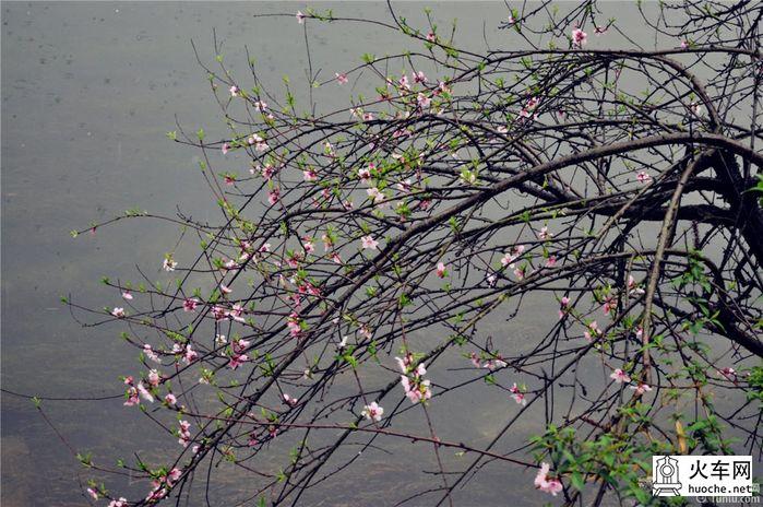 凤凰不负春光的雨中行7