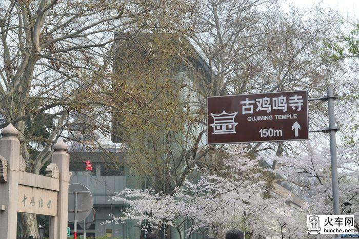 【鸡鸣寺樱花大道旅游攻略】樱花树下痴迷的拍客们1