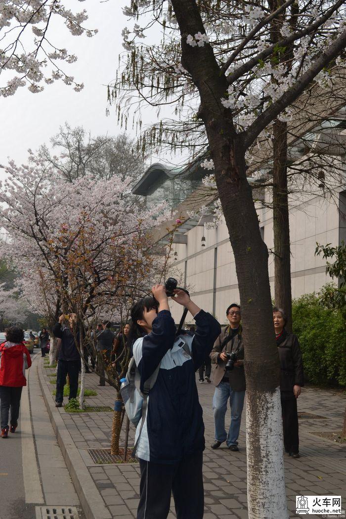 【鸡鸣寺樱花大道旅游攻略】樱花树下痴迷的拍客们30