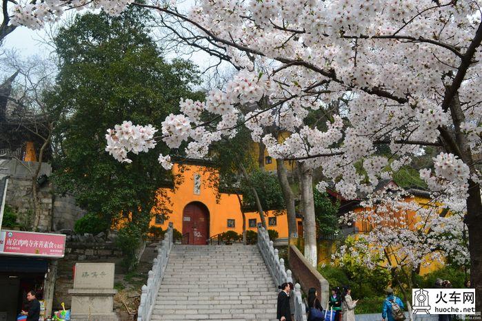 【鸡鸣寺樱花大道旅游攻略】樱花树下痴迷的拍客们10