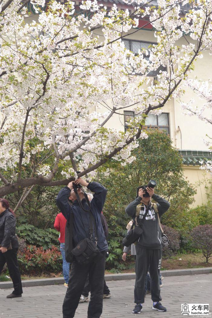 【鸡鸣寺樱花大道旅游攻略】樱花树下痴迷的拍客们37