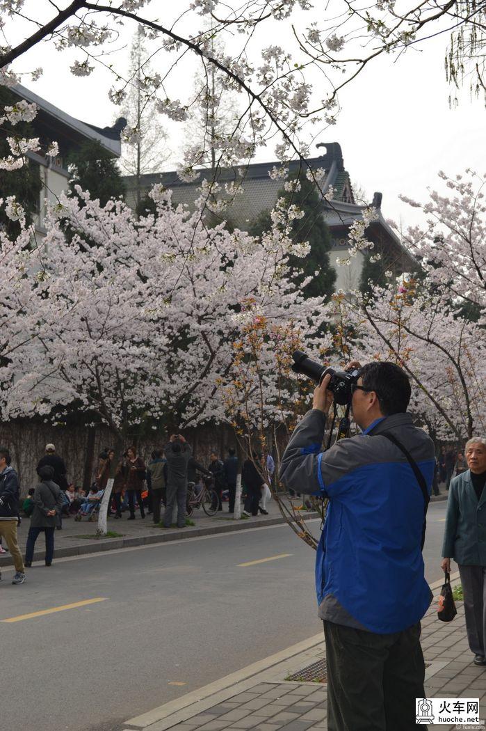 【鸡鸣寺樱花大道旅游攻略】樱花树下痴迷的拍客们28