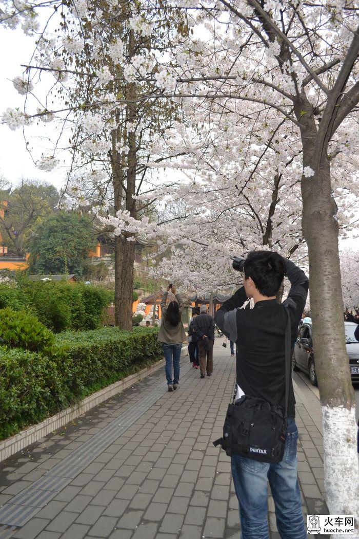 【鸡鸣寺樱花大道旅游攻略】樱花树下痴迷的拍客们31