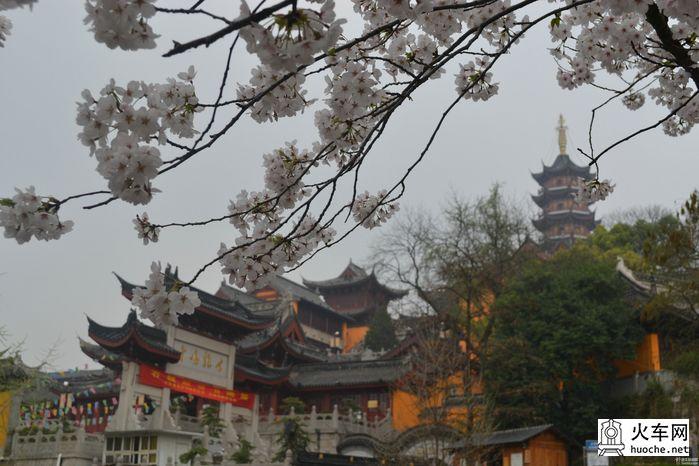 【鸡鸣寺樱花大道旅游攻略】樱花树下痴迷的拍客们6