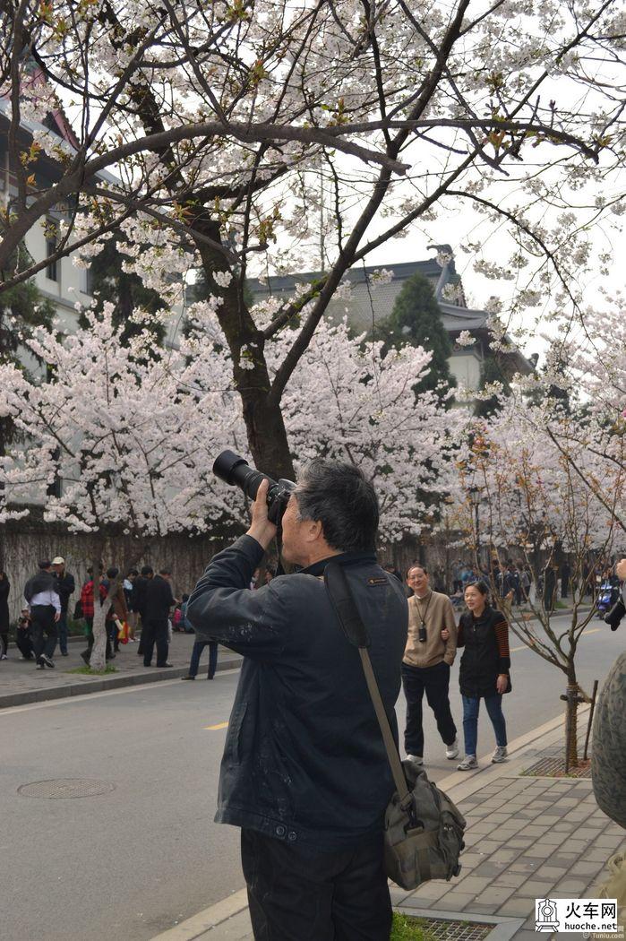 【鸡鸣寺樱花大道旅游攻略】樱花树下痴迷的拍客们29