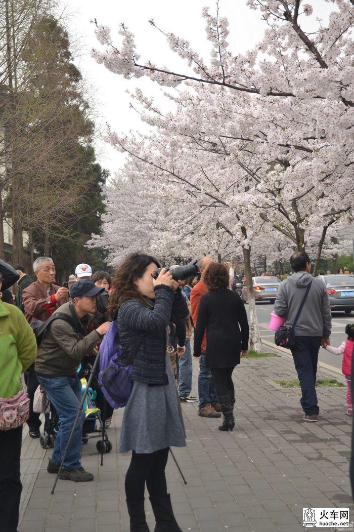 【鸡鸣寺樱花大道旅游攻略】樱花树下痴迷的拍客们43