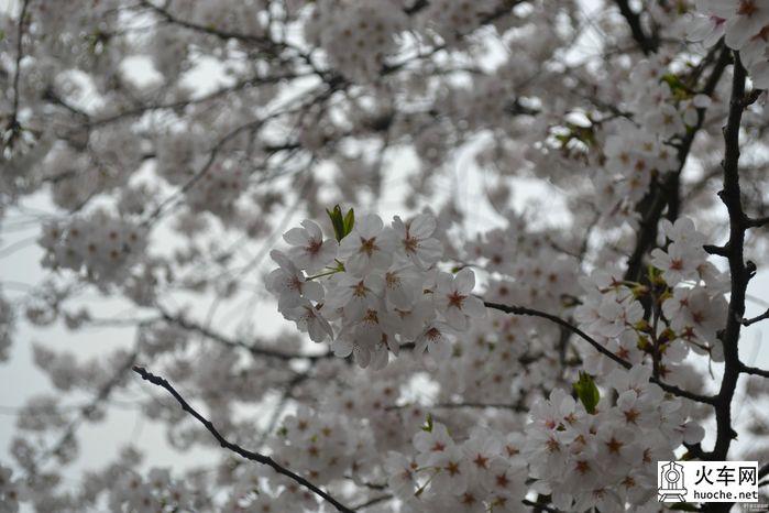 【鸡鸣寺樱花大道旅游攻略】樱花树下痴迷的拍客们17